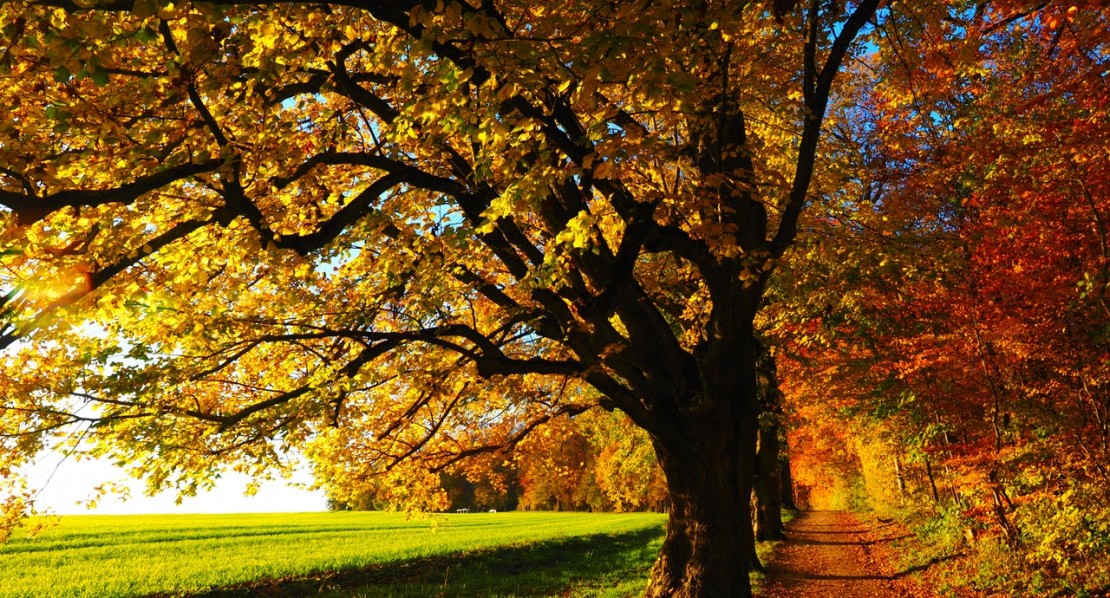 autumn autumn mood colorful edge of the woods 35778