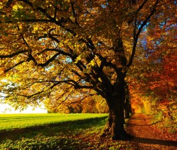 autumn autumn mood colorful edge of the woods 35778
